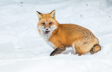 Red fox