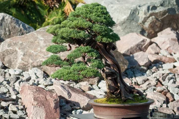 Crédence de cuisine en verre imprimé Bonsaï closeup of juniper bonsai in a japanese garden