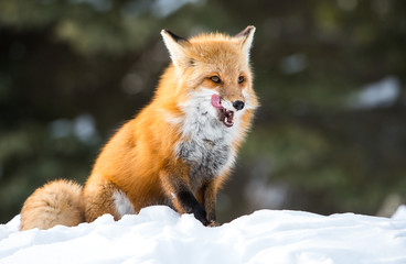 Red fox