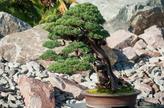 closeup of juniper bonsai in a japanese garden