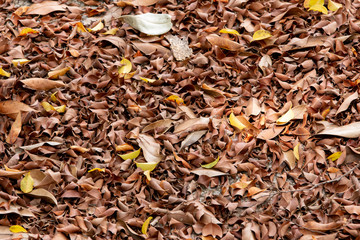 Dry leaves