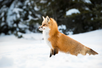 Red fox
