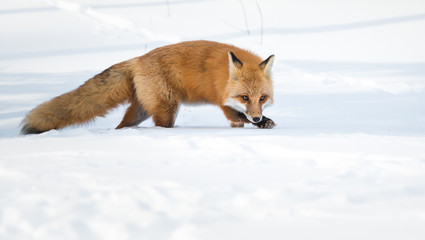 Red fox