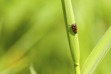 bug on a stalk background
