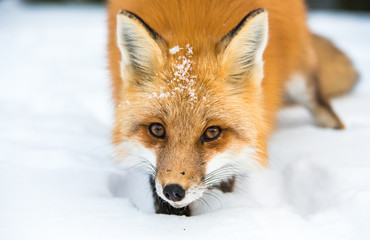 Red fox