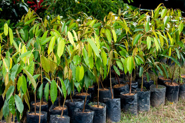 Durian in the nursery