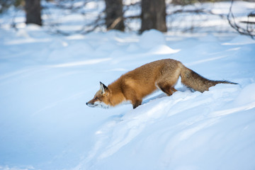 Obraz premium Red fox