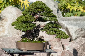 Crédence de cuisine en verre imprimé Bonsaï closeup of yew bonsai in a japanese garden