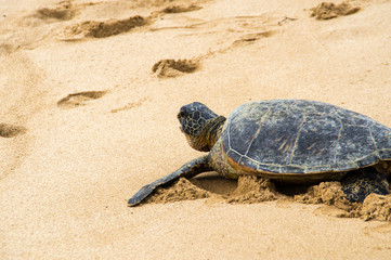 Hawaiian green sea turtle