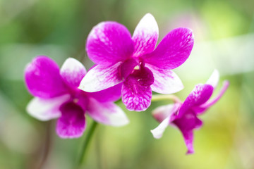 Fototapeta na wymiar Orchid flower on branch