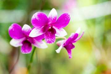 Orchid flower on branch