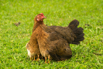 mother hen with chick