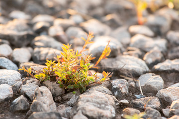 Grass grows between rocks.
