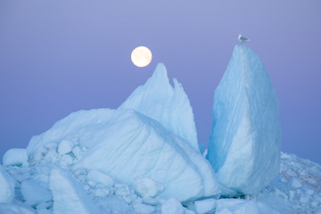 Magical night with full moon and a seagull in alpen glow. Disko bay, Greenland. © Kertu