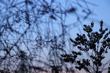 Silhouette of trees against red and blue sky during sunset