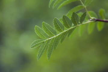 Green Leaves Growing On Branch