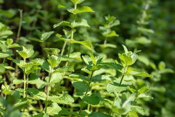 アップルミントの葉