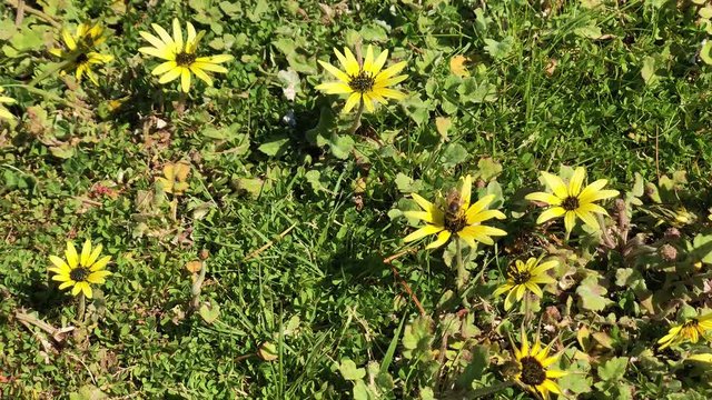 Bee Collecting Pollen