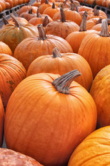 Decorative orange pumpkins on display at the farmers market in Sweden. Orange ornamental pumpkins in sunlight. Harvesting and Thanksgiving concept.