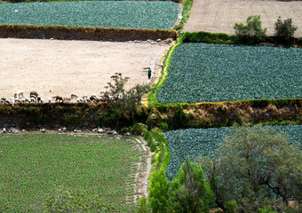 Agricultura en Chilina - Cuenca Urbana del R&iacute;o Chili