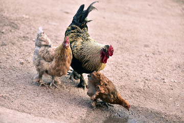 the cock  at the farmthe cock  at the farm on family