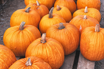 Decorative orange pumpkins on display at the farmers market in Sweden. Orange ornamental pumpkins in sunlight. Harvesting and Thanksgiving concept.