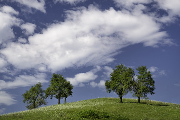 Fototapeta na wymiar Four symmetrical arranged trees on the hill with white clouds in background, Slovenia