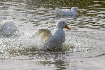 American Pekin Duck (anas platyrhynchos domesticus) splashing around on a country park lake