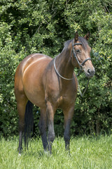 Fototapeta premium Hübsches Pferdeportrait