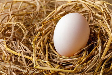 Hen or duck egg on straw