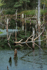 Pietzmoor in der Lüneburger Heide