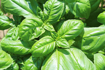 バジル