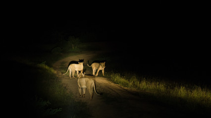 Group of lions hunting during the night