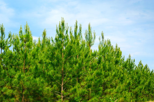 Loblolly Pines (Pinus taeda)