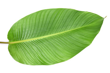 Tropical leaves green on white background.