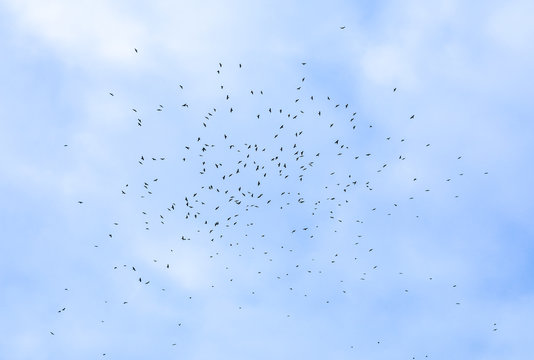 a flock of crows in the sky