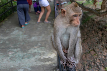 Monkeys on the handrail of the corridor in the zoo.