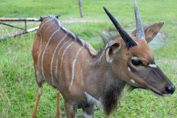 Antelope in the zoo.