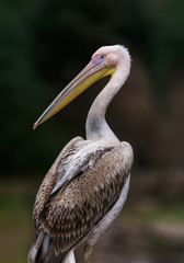 portrait of a pelican