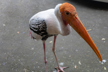 White Pelican in the zoo.