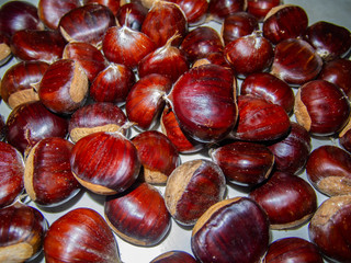 Closeup of fresh chestnuts, collected in italian wood in october.