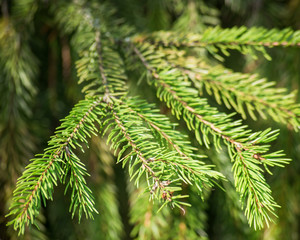 Spruce branch in the forest, close