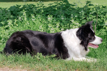 Border collie on grass