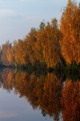 Birch forest by the water in autumn.