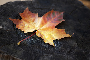 Stub autumn season leaf