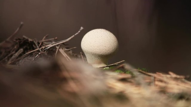 The mushroom Lycoperdon perlatum known as the common puffball, warted puffball, gem studded puffball, light breeze, dolly shot, shallow depth of the field, 59.94 fps.