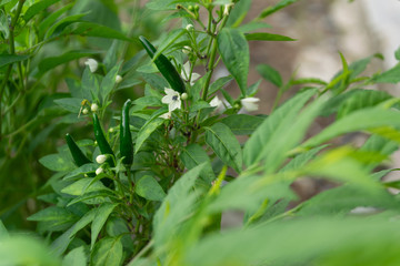 Green peppers on a trees