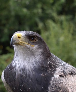 Kordilleren-Adler