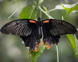 Swallow Tailed large red and black Butterfly