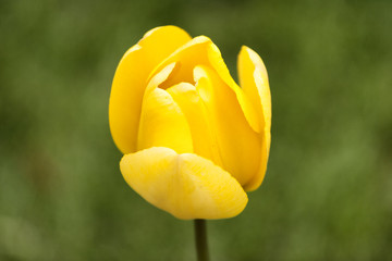 yellow tulip on green background of grass